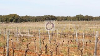 Land for sale in Mourão, Portugal — €1,350,000