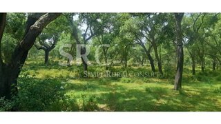 Land for sale in Montemor-o-Novo, Portugal — €5,000,000