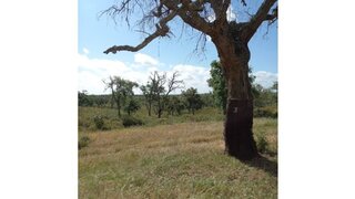 Land for sale in Grândola, Portugal — €1,000,000