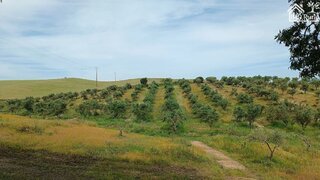 Land for sale in Elvas, Portugal — €2,260,000