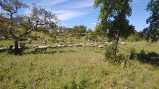 Land for sale in Santiago do Cacém, Portugal — €585,000