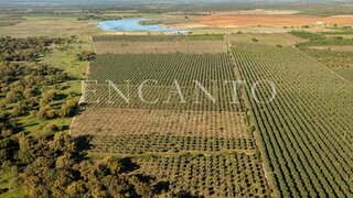 Land for sale in Sousel, Portugal — €1,250,000