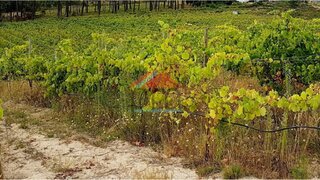 Land for sale in Monção, Portugal — €1,300,000
