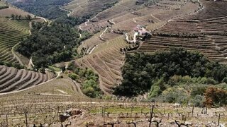 Terreno de 18 000 000 m² em Vila Real