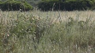 Land for sale in Mafra, Portugal — €2,120,000