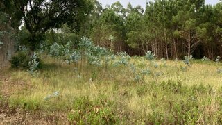 Land for sale in Lourinhã, Portugal — €10,000