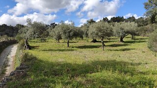 Land for sale in Penamacor, Portugal — €5,000