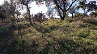 Terreno em Ponte de Sor