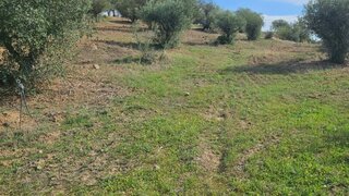 Terreno em Vidigueira