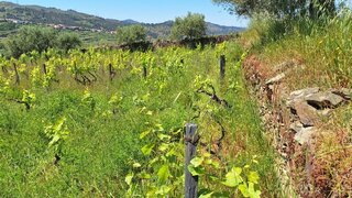 Land for sale in Tabuaço, Portugal — €25,000