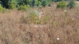 Land for sale in Tomar, Portugal — €5,000