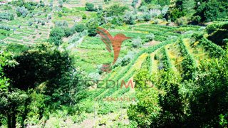 Terreno em Santa Marta de Penaguião