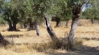 Land for sale in Alcácer do Sal, Portugal — €35,000