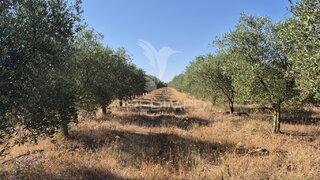 Land for sale in Borba, Portugal — €360,000