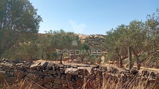 Terreno em Vila Viçosa