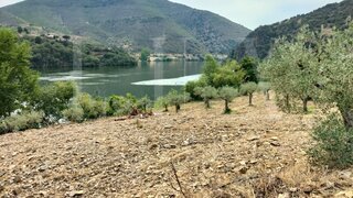 Land for sale in Figueira de Castelo Rodrigo, Portugal — €650,000