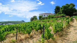Land for sale in Santa Marta de Penaguião, Portugal — €1,400,000