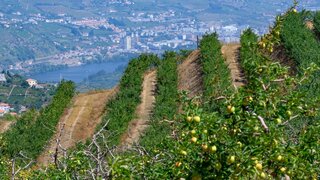 Terreno para venda em Lamego, Portugal — 1 375 000 €