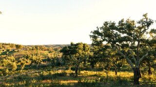 Land for sale in Loulé, Portugal — €1,190,000